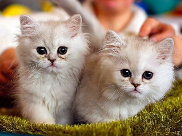 Породы кошек в Александрийской | ЗооТом портал о животных