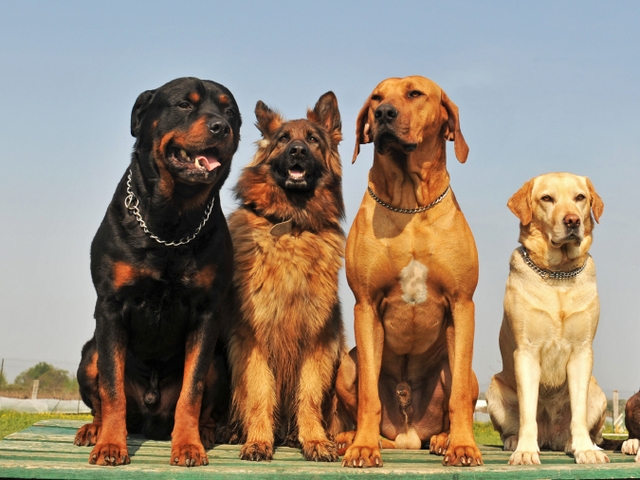 Крупные породы собак в Александрийской | ЗооТом портал о животных