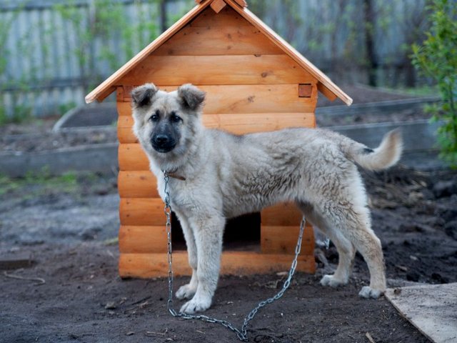 Все о собаках в Александрийской